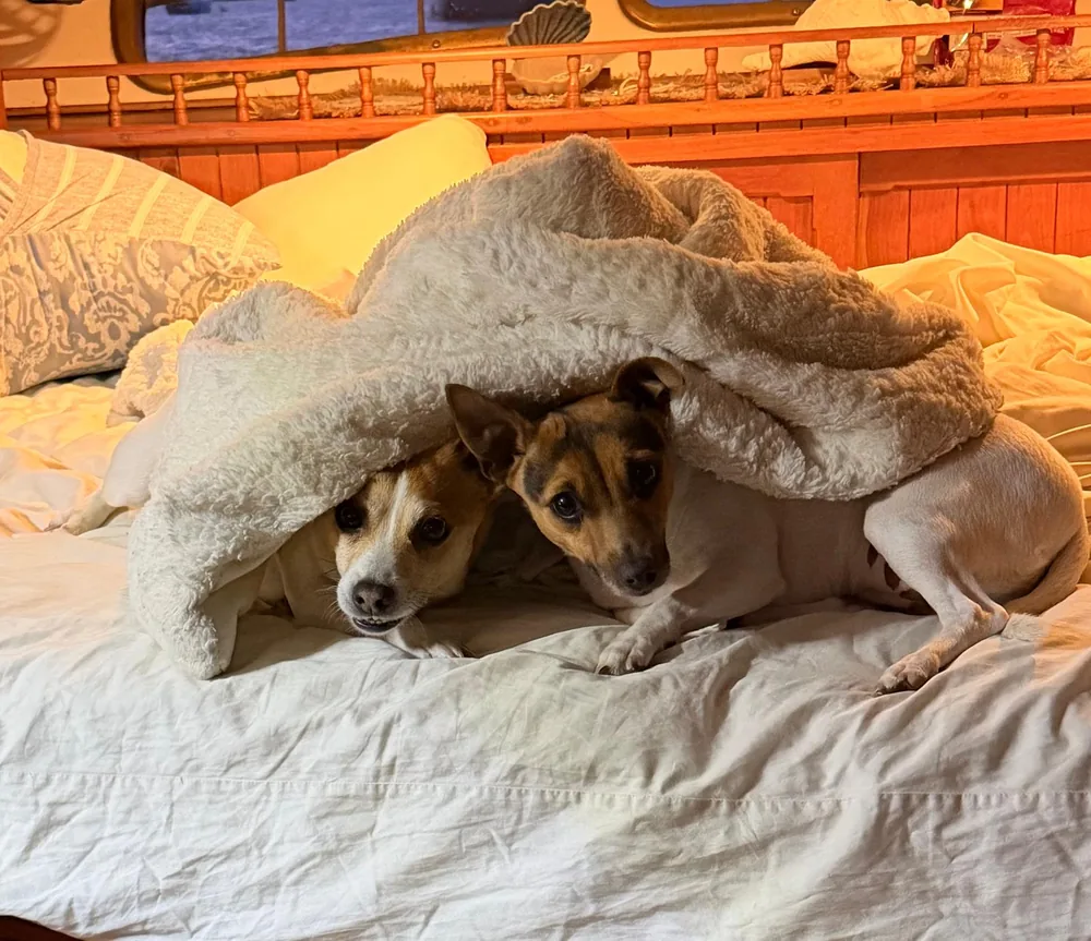 Toby and Nelly under a blanket aboard